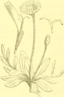 An illustration from Flore pittoresque de la France : anatomie, physiologie, classification, description des plantes indigènes et cultivées au point de vue de l'agriculture, de l'horticulture et de la sylviculture / publiée sous la direction de J. Rothschild. (1885)