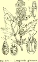 Picture 351 of 757 from Flore pittoresque de la France : anatomie, physiologie, classification, description des plantes indigènes et cultivées au point de vue de l'agriculture, de l'horticulture et de la sylviculture / publiée sous la direction de J. Rothschild. (1885), leaf 298