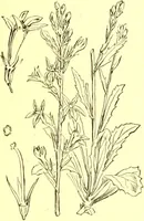 An illustration from Flore pittoresque de la France : anatomie, physiologie, classification, description des plantes indigènes et cultivées au point de vue de l'agriculture, de l'horticulture et de la sylviculture / publiée sous la direction de J. Rothschild. (1885)