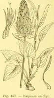 Picture 353 of 757 from Flore pittoresque de la France : anatomie, physiologie, classification, description des plantes indigènes et cultivées au point de vue de l'agriculture, de l'horticulture et de la sylviculture / publiée sous la direction de J. Rothschild. (1885), leaf 299