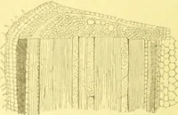 An illustration from Flore pittoresque de la France : anatomie, physiologie, classification, description des plantes indigènes et cultivées au point de vue de l'agriculture, de l'horticulture et de la sylviculture / publiée sous la direction de J. Rothschild. (1885)
