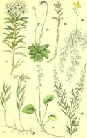 Picture 354 of 757 from Flore pittoresque de la France : anatomie, physiologie, classification, description des plantes indigènes et cultivées au point de vue de l'agriculture, de l'horticulture et de la sylviculture / publiée sous la direction de J. Rothschild. (1885), leaf 300