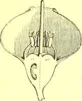 Picture 355 of 757 from Flore pittoresque de la France : anatomie, physiologie, classification, description des plantes indigènes et cultivées au point de vue de l'agriculture, de l'horticulture et de la sylviculture / publiée sous la direction de J. Rothschild. (1885), leaf 302