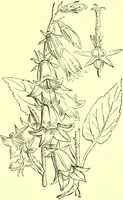 Picture 356 of 757 from Flore pittoresque de la France : anatomie, physiologie, classification, description des plantes indigènes et cultivées au point de vue de l'agriculture, de l'horticulture et de la sylviculture / publiée sous la direction de J. Rothschild. (1885), leaf 302