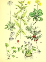 Picture 359 of 757 from Flore pittoresque de la France : anatomie, physiologie, classification, description des plantes indigènes et cultivées au point de vue de l'agriculture, de l'horticulture et de la sylviculture / publiée sous la direction de J. Rothschild. (1885), leaf 304