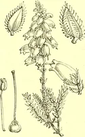 Picture 360 of 757 from Flore pittoresque de la France : anatomie, physiologie, classification, description des plantes indigènes et cultivées au point de vue de l'agriculture, de l'horticulture et de la sylviculture / publiée sous la direction de J. Rothschild. (1885), leaf 306