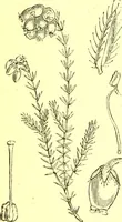 An illustration from Flore pittoresque de la France : anatomie, physiologie, classification, description des plantes indigènes et cultivées au point de vue de l'agriculture, de l'horticulture et de la sylviculture / publiée sous la direction de J. Rothschild. (1885)
