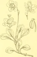 Picture 362 of 757 from Flore pittoresque de la France : anatomie, physiologie, classification, description des plantes indigènes et cultivées au point de vue de l'agriculture, de l'horticulture et de la sylviculture / publiée sous la direction de J. Rothschild. (1885), leaf 307