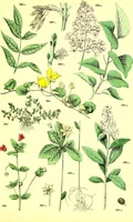 An illustration from Flore pittoresque de la France : anatomie, physiologie, classification, description des plantes indigènes et cultivées au point de vue de l'agriculture, de l'horticulture et de la sylviculture / publiée sous la direction de J. Rothschild. (1885)