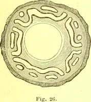 Picture 23 of 757 from Flore pittoresque de la France : anatomie, physiologie, classification, description des plantes indigènes et cultivées au point de vue de l'agriculture, de l'horticulture et de la sylviculture / publiée sous la direction de J. Rothschild. (1885), leaf 31