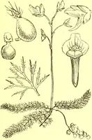 Picture 364 of 757 from Flore pittoresque de la France : anatomie, physiologie, classification, description des plantes indigènes et cultivées au point de vue de l'agriculture, de l'horticulture et de la sylviculture / publiée sous la direction de J. Rothschild. (1885), leaf 310