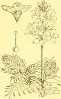 Picture 366 of 757 from Flore pittoresque de la France : anatomie, physiologie, classification, description des plantes indigènes et cultivées au point de vue de l'agriculture, de l'horticulture et de la sylviculture / publiée sous la direction de J. Rothschild. (1885), leaf 311