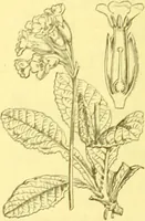 An illustration from Flore pittoresque de la France : anatomie, physiologie, classification, description des plantes indigènes et cultivées au point de vue de l'agriculture, de l'horticulture et de la sylviculture / publiée sous la direction de J. Rothschild. (1885)