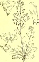 An illustration from Flore pittoresque de la France : anatomie, physiologie, classification, description des plantes indigènes et cultivées au point de vue de l'agriculture, de l'horticulture et de la sylviculture / publiée sous la direction de J. Rothschild. (1885)
