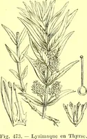 Picture 369 of 757 from Flore pittoresque de la France : anatomie, physiologie, classification, description des plantes indigènes et cultivées au point de vue de l'agriculture, de l'horticulture et de la sylviculture / publiée sous la direction de J. Rothschild. (1885), leaf 312