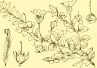 Picture 370 of 757 from Flore pittoresque de la France : anatomie, physiologie, classification, description des plantes indigènes et cultivées au point de vue de l'agriculture, de l'horticulture et de la sylviculture / publiée sous la direction de J. Rothschild. (1885), leaf 313