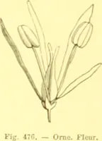 Picture 371 of 757 from Flore pittoresque de la France : anatomie, physiologie, classification, description des plantes indigènes et cultivées au point de vue de l'agriculture, de l'horticulture et de la sylviculture / publiée sous la direction de J. Rothschild. (1885), leaf 313