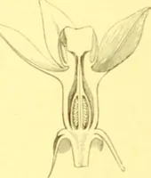 An illustration from Flore pittoresque de la France : anatomie, physiologie, classification, description des plantes indigènes et cultivées au point de vue de l'agriculture, de l'horticulture et de la sylviculture / publiée sous la direction de J. Rothschild. (1885)