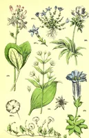 Picture 374 of 757 from Flore pittoresque de la France : anatomie, physiologie, classification, description des plantes indigènes et cultivées au point de vue de l'agriculture, de l'horticulture et de la sylviculture / publiée sous la direction de J. Rothschild. (1885), leaf 318
