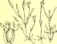 An illustration from Flore pittoresque de la France : anatomie, physiologie, classification, description des plantes indigènes et cultivées au point de vue de l'agriculture, de l'horticulture et de la sylviculture / publiée sous la direction de J. Rothschild. (1885)
