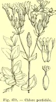 Picture 376 of 757 from Flore pittoresque de la France : anatomie, physiologie, classification, description des plantes indigènes et cultivées au point de vue de l'agriculture, de l'horticulture et de la sylviculture / publiée sous la direction de J. Rothschild. (1885), leaf 320