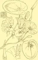An illustration from Flore pittoresque de la France : anatomie, physiologie, classification, description des plantes indigènes et cultivées au point de vue de l'agriculture, de l'horticulture et de la sylviculture / publiée sous la direction de J. Rothschild. (1885)