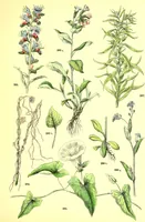 Picture 378 of 757 from Flore pittoresque de la France : anatomie, physiologie, classification, description des plantes indigènes et cultivées au point de vue de l'agriculture, de l'horticulture et de la sylviculture / publiée sous la direction de J. Rothschild. (1885), leaf 322