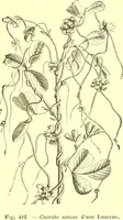 Picture 379 of 757 from Flore pittoresque de la France : anatomie, physiologie, classification, description des plantes indigènes et cultivées au point de vue de l'agriculture, de l'horticulture et de la sylviculture / publiée sous la direction de J. Rothschild. (1885), leaf 324