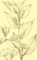 An illustration from Flore pittoresque de la France : anatomie, physiologie, classification, description des plantes indigènes et cultivées au point de vue de l'agriculture, de l'horticulture et de la sylviculture / publiée sous la direction de J. Rothschild. (1885)