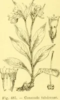 Picture 381 of 757 from Flore pittoresque de la France : anatomie, physiologie, classification, description des plantes indigènes et cultivées au point de vue de l'agriculture, de l'horticulture et de la sylviculture / publiée sous la direction de J. Rothschild. (1885), leaf 325