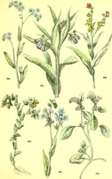 Picture 382 of 757 from Flore pittoresque de la France : anatomie, physiologie, classification, description des plantes indigènes et cultivées au point de vue de l'agriculture, de l'horticulture et de la sylviculture / publiée sous la direction de J. Rothschild. (1885), leaf 326