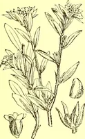 An illustration from Flore pittoresque de la France : anatomie, physiologie, classification, description des plantes indigènes et cultivées au point de vue de l'agriculture, de l'horticulture et de la sylviculture / publiée sous la direction de J. Rothschild. (1885)