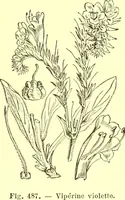 Picture 384 of 757 from Flore pittoresque de la France : anatomie, physiologie, classification, description des plantes indigènes et cultivées au point de vue de l'agriculture, de l'horticulture et de la sylviculture / publiée sous la direction de J. Rothschild. (1885), leaf 328