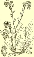 Picture 385 of 757 from Flore pittoresque de la France : anatomie, physiologie, classification, description des plantes indigènes et cultivées au point de vue de l'agriculture, de l'horticulture et de la sylviculture / publiée sous la direction de J. Rothschild. (1885), leaf 328