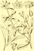 An illustration from Flore pittoresque de la France : anatomie, physiologie, classification, description des plantes indigènes et cultivées au point de vue de l'agriculture, de l'horticulture et de la sylviculture / publiée sous la direction de J. Rothschild. (1885)