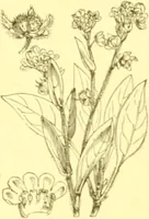 Picture 387 of 757 from Flore pittoresque de la France : anatomie, physiologie, classification, description des plantes indigènes et cultivées au point de vue de l'agriculture, de l'horticulture et de la sylviculture / publiée sous la direction de J. Rothschild. (1885), leaf 329