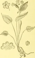 An illustration from Flore pittoresque de la France : anatomie, physiologie, classification, description des plantes indigènes et cultivées au point de vue de l'agriculture, de l'horticulture et de la sylviculture / publiée sous la direction de J. Rothschild. (1885)