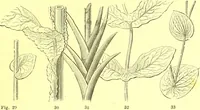 Picture 25 of 757 from Flore pittoresque de la France : anatomie, physiologie, classification, description des plantes indigènes et cultivées au point de vue de l'agriculture, de l'horticulture et de la sylviculture / publiée sous la direction de J. Rothschild. (1885), leaf 33