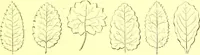 An illustration from Flore pittoresque de la France : anatomie, physiologie, classification, description des plantes indigènes et cultivées au point de vue de l'agriculture, de l'horticulture et de la sylviculture / publiée sous la direction de J. Rothschild. (1885)