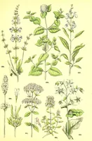 An illustration from Flore pittoresque de la France : anatomie, physiologie, classification, description des plantes indigènes et cultivées au point de vue de l'agriculture, de l'horticulture et de la sylviculture / publiée sous la direction de J. Rothschild. (1885)
