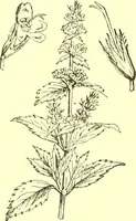 Picture 390 of 757 from Flore pittoresque de la France : anatomie, physiologie, classification, description des plantes indigènes et cultivées au point de vue de l'agriculture, de l'horticulture et de la sylviculture / publiée sous la direction de J. Rothschild. (1885), leaf 332