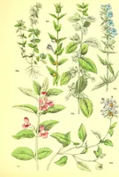 Picture 391 of 757 from Flore pittoresque de la France : anatomie, physiologie, classification, description des plantes indigènes et cultivées au point de vue de l'agriculture, de l'horticulture et de la sylviculture / publiée sous la direction de J. Rothschild. (1885), leaf 334