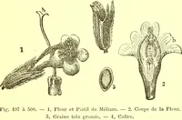 Picture 392 of 757 from Flore pittoresque de la France : anatomie, physiologie, classification, description des plantes indigènes et cultivées au point de vue de l'agriculture, de l'horticulture et de la sylviculture / publiée sous la direction de J. Rothschild. (1885), leaf 336