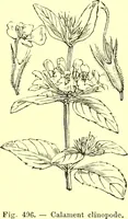 Picture 393 of 757 from Flore pittoresque de la France : anatomie, physiologie, classification, description des plantes indigènes et cultivées au point de vue de l'agriculture, de l'horticulture et de la sylviculture / publiée sous la direction de J. Rothschild. (1885), leaf 336