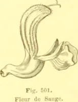 Picture 394 of 757 from Flore pittoresque de la France : anatomie, physiologie, classification, description des plantes indigènes et cultivées au point de vue de l'agriculture, de l'horticulture et de la sylviculture / publiée sous la direction de J. Rothschild. (1885), leaf 337