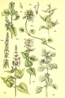 An illustration from Flore pittoresque de la France : anatomie, physiologie, classification, description des plantes indigènes et cultivées au point de vue de l'agriculture, de l'horticulture et de la sylviculture / publiée sous la direction de J. Rothschild. (1885)