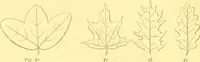 An illustration from Flore pittoresque de la France : anatomie, physiologie, classification, description des plantes indigènes et cultivées au point de vue de l'agriculture, de l'horticulture et de la sylviculture / publiée sous la direction de J. Rothschild. (1885)