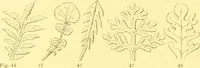 An illustration from Flore pittoresque de la France : anatomie, physiologie, classification, description des plantes indigènes et cultivées au point de vue de l'agriculture, de l'horticulture et de la sylviculture / publiée sous la direction de J. Rothschild. (1885)