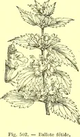 Picture 396 of 757 from Flore pittoresque de la France : anatomie, physiologie, classification, description des plantes indigènes et cultivées au point de vue de l'agriculture, de l'horticulture et de la sylviculture / publiée sous la direction de J. Rothschild. (1885), leaf 340