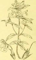 An illustration from Flore pittoresque de la France : anatomie, physiologie, classification, description des plantes indigènes et cultivées au point de vue de l'agriculture, de l'horticulture et de la sylviculture / publiée sous la direction de J. Rothschild. (1885)